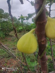 fig plant / anjeer plants