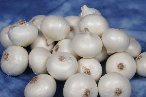 Fresh White Onion