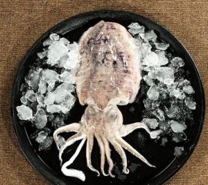 Fresh Octopus