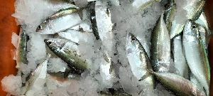 Mackerel Fish