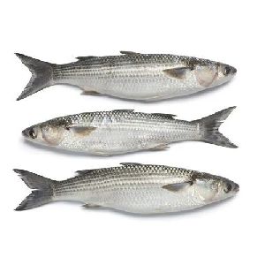 Mullet Fish