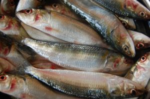 Sardine Fish