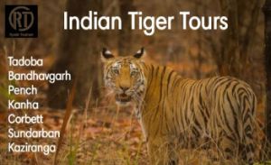 Indian Wild Tours