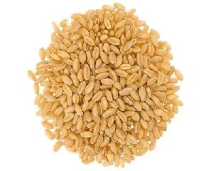 Soft White Wheat