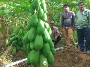 Papaya Plant