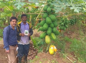 Papaya Plant