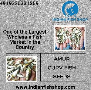 Amur carv fish seeds