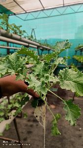 American kale