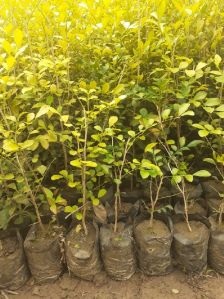 Kamini plants