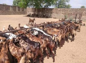 Sirohi Goat