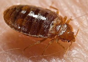 Bed Bugs Pest Control