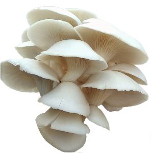 Oyester Mushrooms