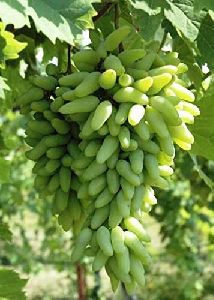 super sonaka grapes