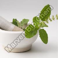 Tulsi Extract