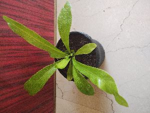 Bird nest fern plant