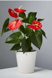 Tissue culture anthurium plants