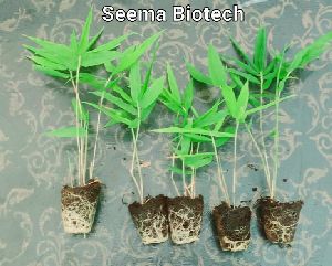 Tissue culture Bamboo Netpot Plants