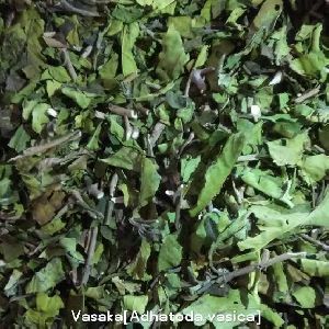 Adhatoda vasica / Vasaka Leaves / Adulsa