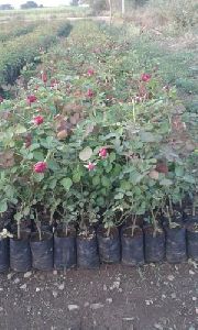 Gatyaletter Rose Plants