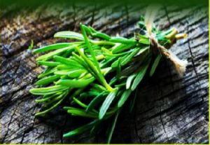 Rosemary Essential Oil