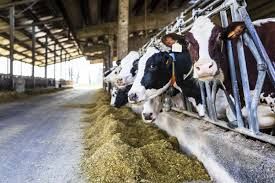 Dairy Farming Consultancy