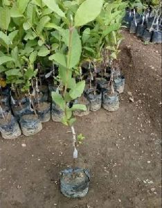 Fresh Guava Plant