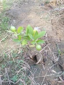 Fresh Lemon Plant