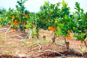 Fresh Orange Plant