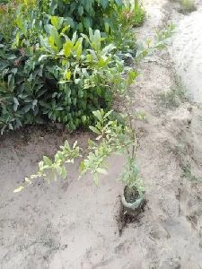 Fresh Pomegranate Plant