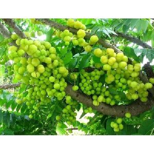 gooseberry plant