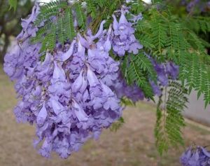 Jacaranda Plant