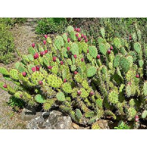 Prickly Pear Plant