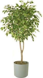 Variegated Ficus Plant