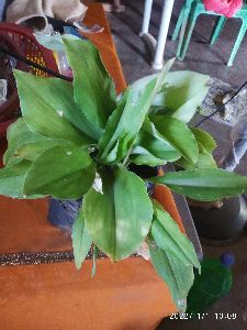 Costus igneus or Insulin Plants, Insulin plant dry leaves, I