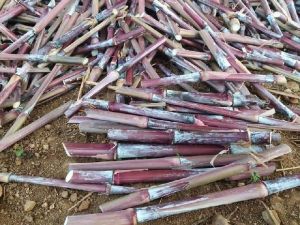 RED NAPIER GRASS STEMS