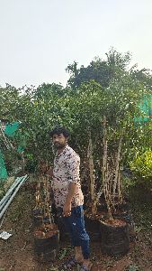 Mango Plants