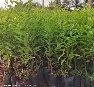 White Sandalwood Plant