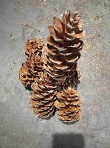 Pine Cones