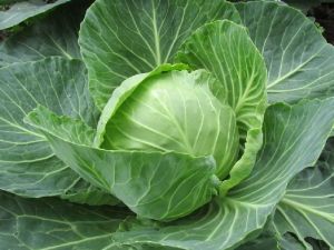 Fresh Cabbage