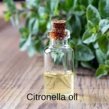 Citronella Oil