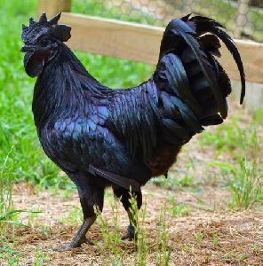 Kadaknath Chicken