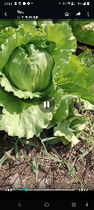 Fresh Iceberg Lettuce