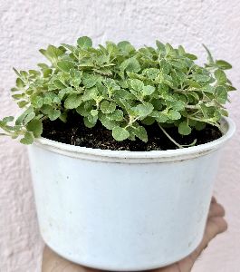 Oregano Live Plant