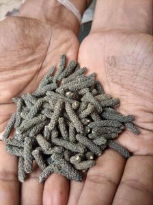 Long Pepper