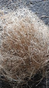 Coir Fiber