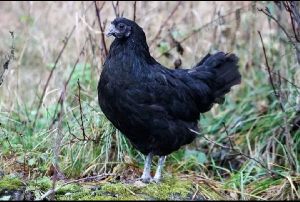 Kadaknath Chicken