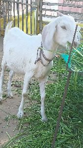 black bengal goat