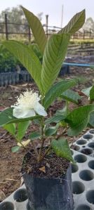 Taiwan pink guava bag plants