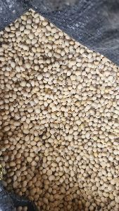 Soya Bean Seeds