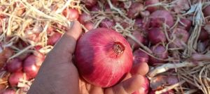 Garva Onion